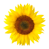 sunflower head
