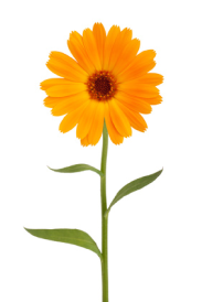 flower image